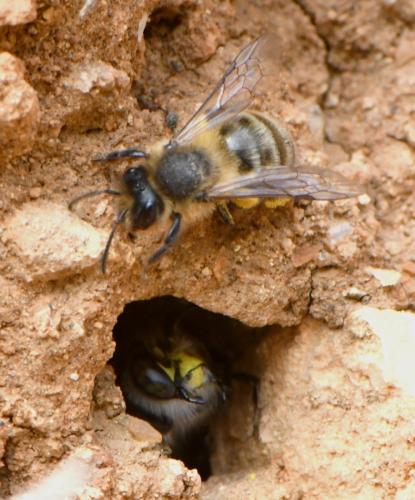 Andrena sp.